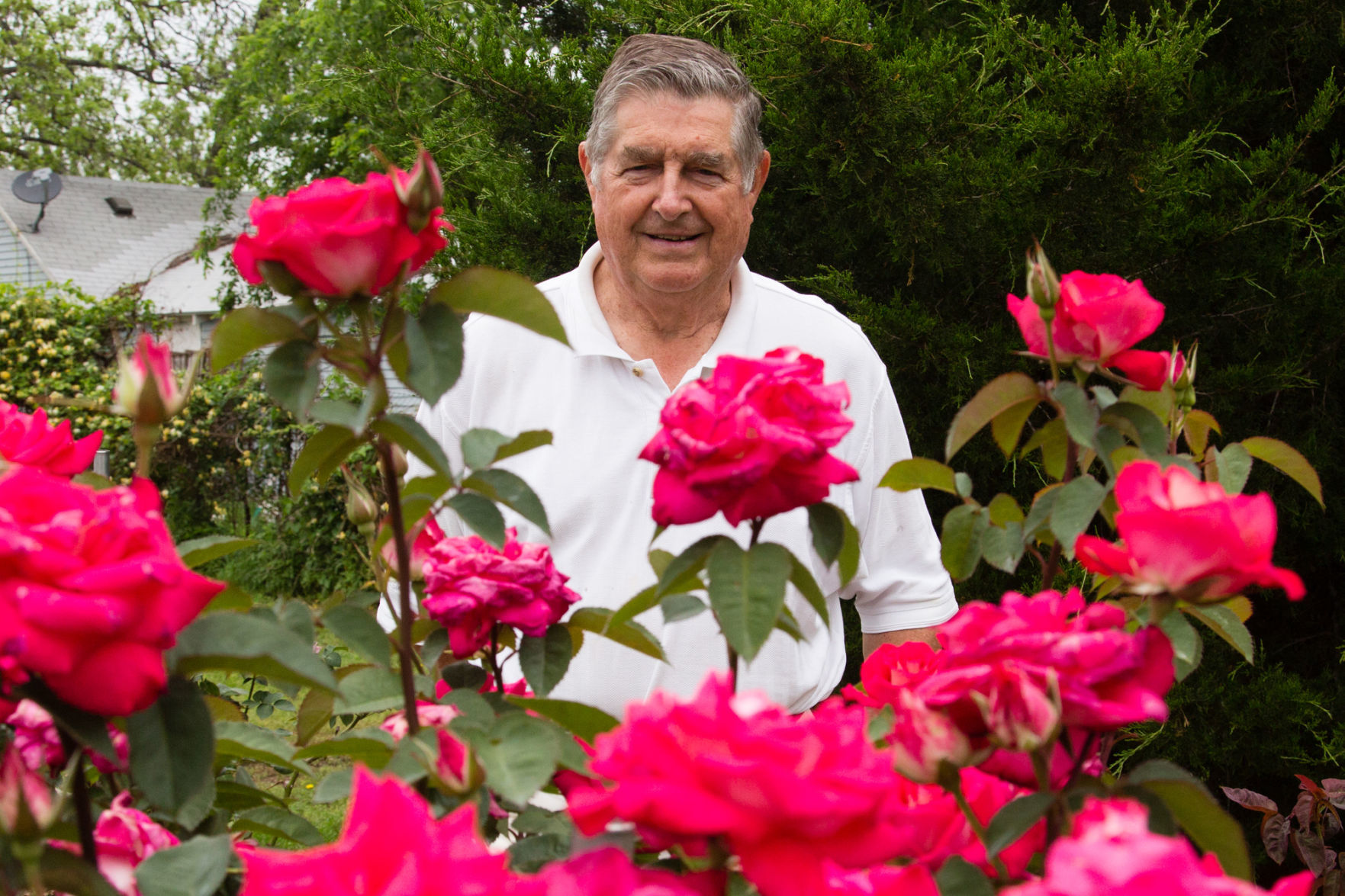 Roses